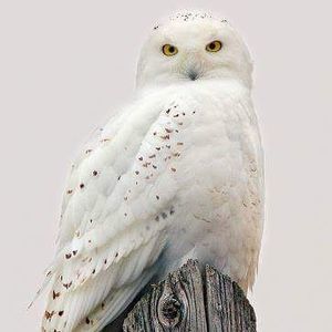 Meet your Posher, Glennis